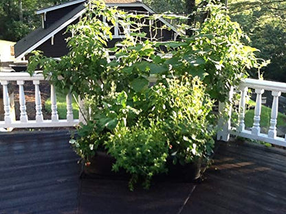 3ft X 3ft Victory 8 EZ-GRO MD SQ Raised Bed AeroFlow Proprietary Fabric Grow Your OWN No Assembly - size: 3x3 Feet