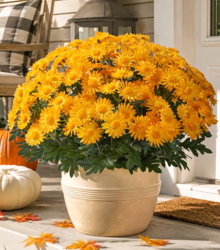 HyeFlora Artificial Fall Faux Mums Flowers Outdoor Plants for Decoration, 6 Bundles Fake Silk Yellow Gerbera Daisy Flowers UV Resistant Look Real for Planter Outside Front Door Porch Patio Balcony - color: Yellow-gerbera