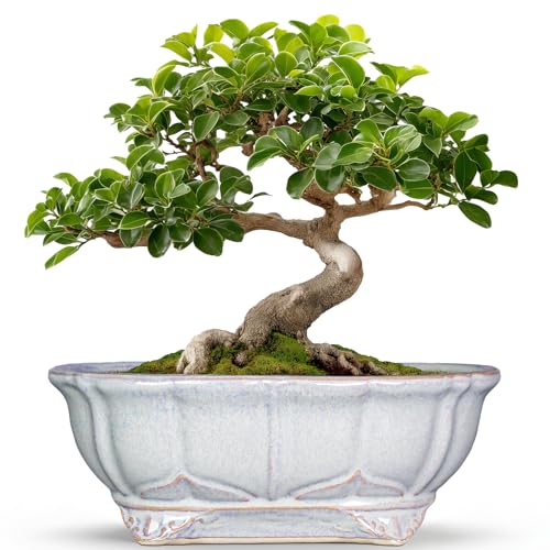 11 Inch Bonsai Pots - Ceramic Bonsai Planters for Indoor Outdoor Plants, Succulent Pots with Drainage Hole, Shallow Planter, Decorative Flower Pot, Home Decor, House Warming Gifts, Oval Grey - color: Oval Grey, size: 11 Inch