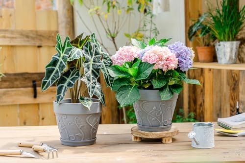 Melphoe Plant Pots Indoor with Drainage & Saucer, 2Pack 8 inch Flower Pots Outdoor Planters for Indoor Plants Garden Home Decor Cactus Succulent, Rigid Plastic (Imitation-Terracotta) Vine-Embossed - color: Cement Grey Color, size: 8 inch