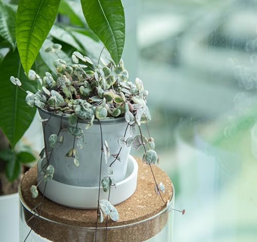 Phoenix Vine 4 Inch Plastic Plant Saucer Water Drip Tray, Heavy Sturdy Round Plant Drainage Tray for Indoors Outdoor, Matte White, 21-TY-4W-1 - size: 4"