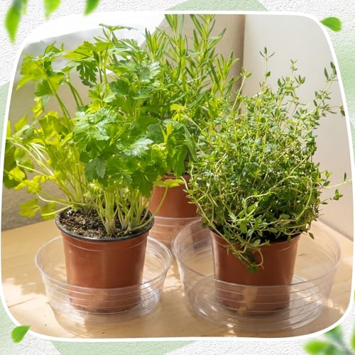Hoolerry 15 Pcs Plastic Plant Saucer Clear Deep Tray, 10, 12, 14 Inch - size: 10, 12, 14 Inch