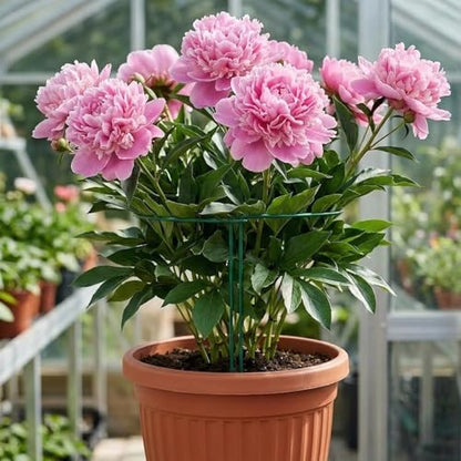 Thealyn 20 Pack Plant Support Stakes, 10" x 16" Peony Cages and Supports - size: 20Pack 10"x16"