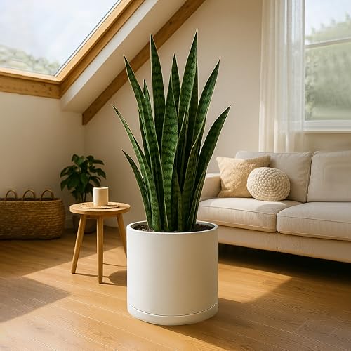 D'vine Dev Plastic Planter Pot with Saucer, 16 in, Oatmeal, 74-X-H-5 - color: Oatmeal, size: 16 Inch