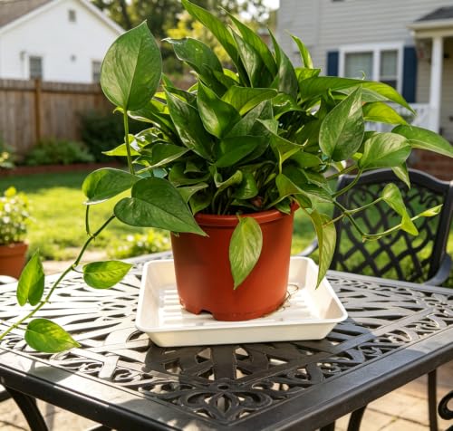 6 Pack 10" Square Plant Water Catcher Tray, Sturdy Plastic Saucer for Windowsill & Flower Pots, White - color: White, size: 10" - 6 Pack