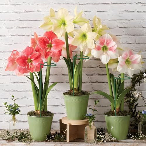Avxdbr 5Pcs Plant Stakes for Flowers 23.6 Inch Or 11.8 Inch Metal Plant Cage Support Rings Garden Single Stem Stake with Adjustable Height for Garden Support Indoor Outdoor Plants