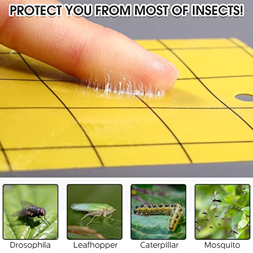 Qualirey 50 Pcs Yellow Sticky Trap for Gnats 3 x 5'' Dual Side - color: Yellow, size: 3'' X 5''