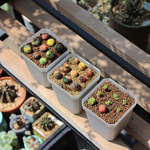 120 Pack 2.70 Inch Clear Plastic Square Nursery Pot