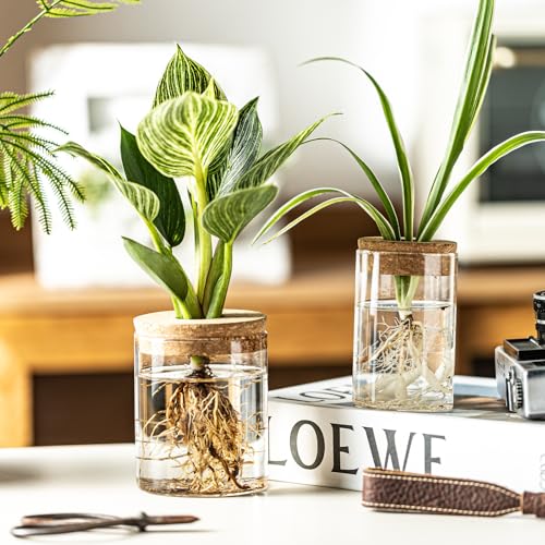 Glass Propagation Stations for Plants -Desktop Flower Vases,Propagation Flower Vases Set – 2 Large & 2 Small for Plant Cuttings，for Living Room, Bedroom Decoration,Home,Office Decor (8)