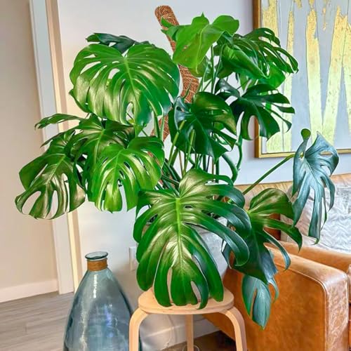 2 Pack 60'' Moss Pole for Monstera, Bendable Coco Coir Plant Support Stakes - size: 2 Pack ( 60-Inch)