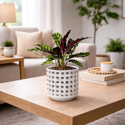 D'vine Dev Orchid Pot, Clear Pot & Saucer, Smoked White, 6.7 in, 28-A-Y-1 - color: Smoked White, size: 6.7"