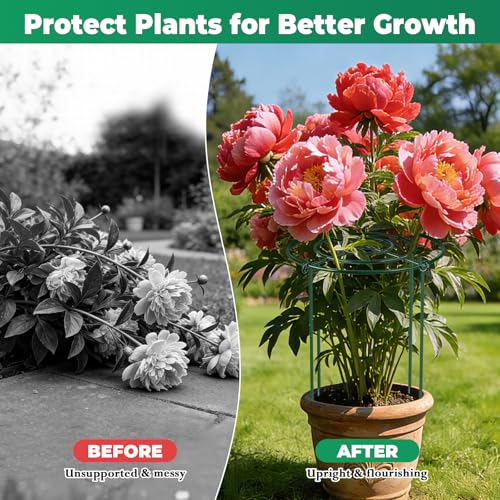 QwayHome 3Pack Peony Cages and Supports 33''H x 13''D Grow Through Large Plant Support, Adjustable High, Heavy Duty, Rust-Resistant, Round, Flower Support Cage Ring for Rose Tomato Hydrangea - size: 3Pack- 13"D x 33"H