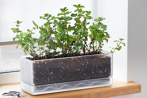 D'vine Dev Rectangular Planter, 12 x 4.5 in, Clear, Set of 1, 76-X-D-1 - color: Clear