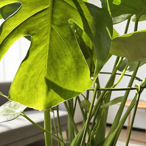 6-Pack Heavy Duty Plant Stakes and Supports for Indoor Outdoor Plants, Metal Support Stakes & Cage Rings, Ideal for Monstera, Peonies, Roses (6" W x 11" H) - size: 6"W x 11"H, 6-Pack