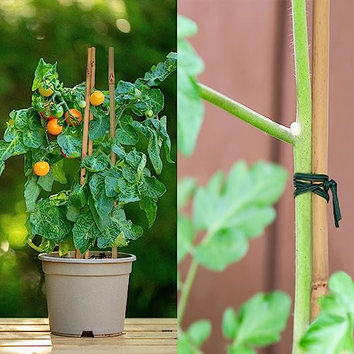 Plant Stakes 50Pcs 18IN,POLIUMB Premium Natural Bamboo Stakes Garden Stakes - size: 18Inches
