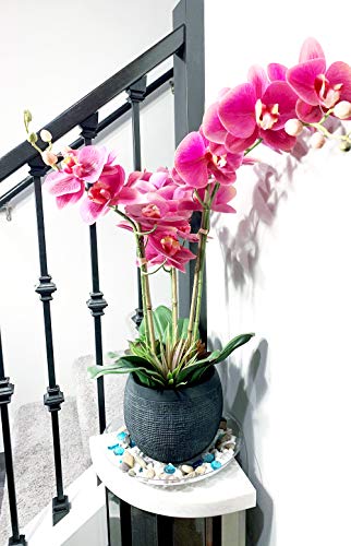 2 Pack of 10 inch Clear Round Plant Saucer, Thicker Plastic Tray for Indoor, Durable Flower Pot Planter Saucers with Multiple Support Footing Designed for Improved Airflow. - size: 10" - 2 Pack