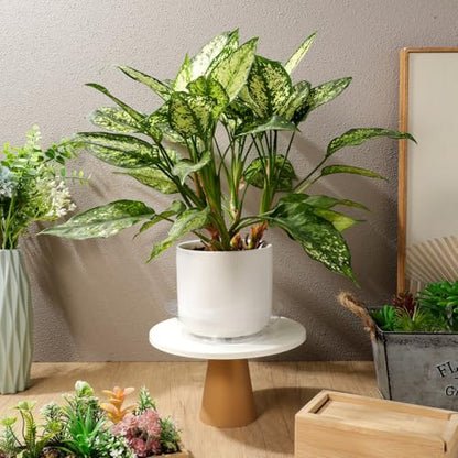 DECHOUS Plant Saucers, 60 Pack 6 Inch Clear PET Trays