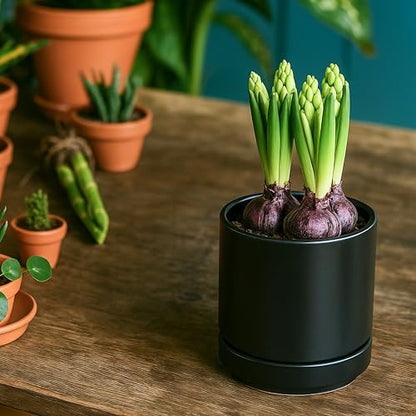D'vine Dev 2-Pack Ceramic Pots with Saucers, Black, 4/6 in, 94-G-S-2 - color: Black, size: Small