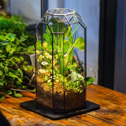 NCYP No Door Glass Geometric Octagon Open Terrarium 5.5"x5.5"x12.8"