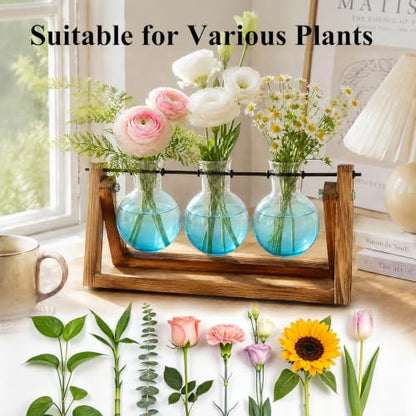 XXXFLOWER Plant Terrarium Kit with Wooden Stand 3 Gradient Blue Bulb Vases - color: Blue