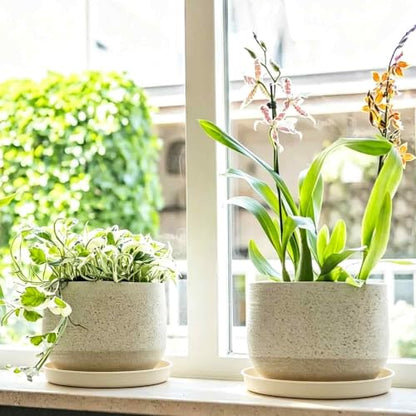 2Pcs 6 Inch Plant Saucer Drip Tray, Clear Plastic Flower Pot Saucers, Thicker Anti-Rot Root Water Catcher Tray for Indoor Outdoor Planters, Heavy Sturdy Pot Base Plate Beige - color: Beige