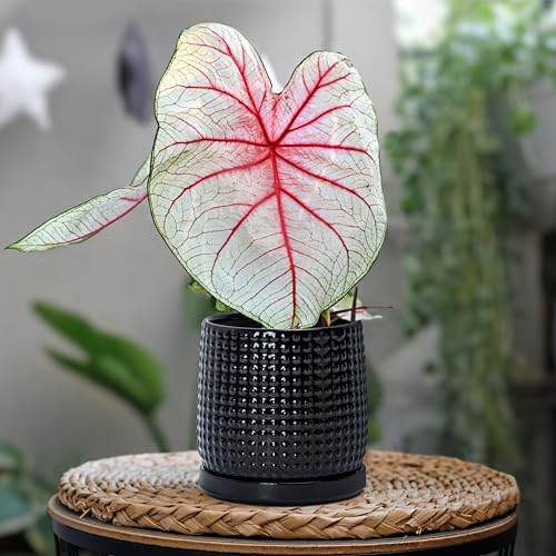 D'vine Dev Beaded Ceramic Pot with Saucer, 4 in, Glossy Black, 27-C-Z-2 - color: Glossy Black, size: 4.3 Inch