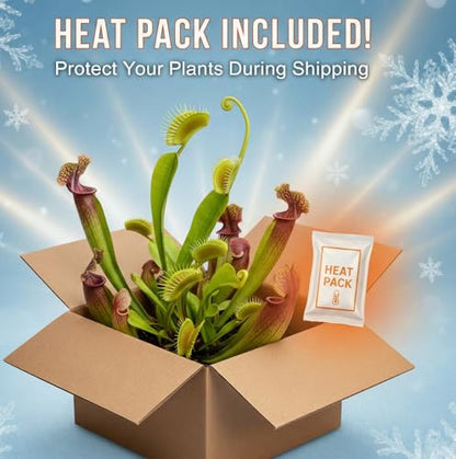 Cape Sundew (Drosera capensis) – Carnivorous Plant with Pot, Easy Indoor Grow Kit for Beginners & Nature Enthusiasts