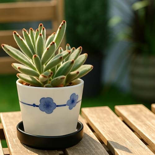D'vine Dev Ceramic Plant Saucer/Drainage Tray, 3.7 in, Black, 97-T-B-1 - color: Black, size: 3.7" (1 Pack)