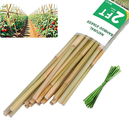 2ft Natural Bamboo Plant Stakes for Tomatoes, Beans, Flowers, Potted, Climbing Plants 30pcs - size: 2FT 30PCS