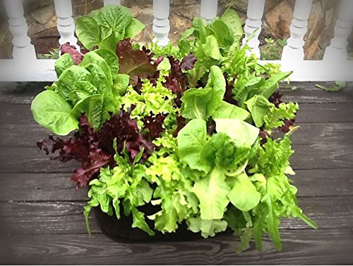 2 ft X 2 ft Victory 8 EZ-GRO Small Square Fabric Raised Bed Garden Green Gardening Raised Bed, AeroFlow Fabric NO Assembly - size: 2x2 feet