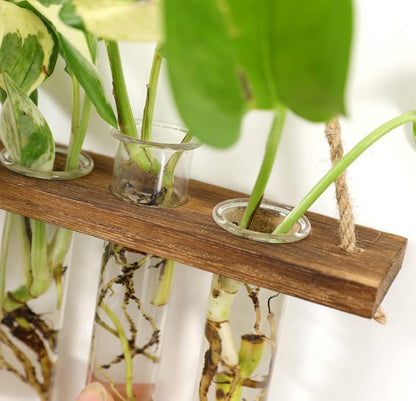 Kingbuy 5 Pack Glass Test Tube Planter, Wall Hydroponic Propagation Vases