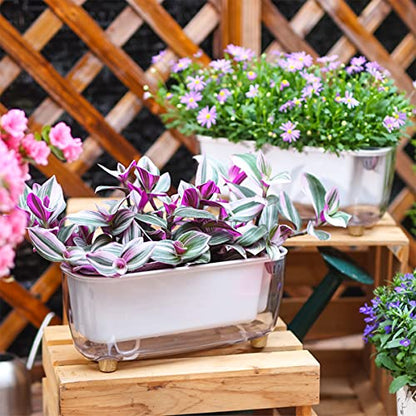 5 Pack Rectangular Planter 11.8 x 4.6 in Self Watering Planter Window Sill Planters Indoor Rectangle Planter Self Watering Pots Plastic Plant pots for African Violet Flower Orchid (Clear, 5)
