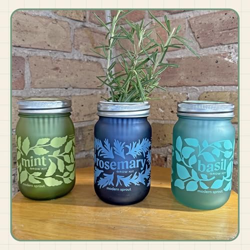 Modern Sprout Mason Garden Jar - Self-Watering Hydroponics Growing Kit-3Pk - color: Basil + Lavender + Sunflower