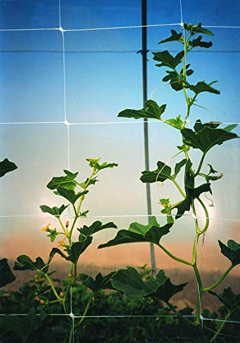 Tenax 100522969 Hortonova Sm Plant Trellis Net, 48" x 50', White - size: 48" x 50'