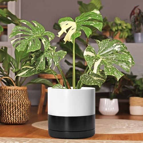 D'vine Dev 10 Inch Ceramic Planter Pot, Black White Two Tone, 94-O-E-L - color: Layered Monochrome Black & White, size: Large