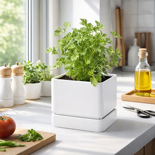 D'vine Dev 3-Pack Plastic Herb Planter Pots, 6 in, White, 76-Y-A3-2 - color: White, size: 18 Inch x 6.5 Inch
