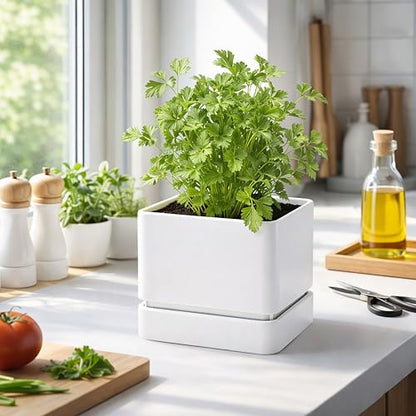 D'vine Dev 3-Pack Plastic Herb Planter Pots, 6 in, White, 76-Y-A3-2 - color: White, size: 18 Inch x 6.5 Inch