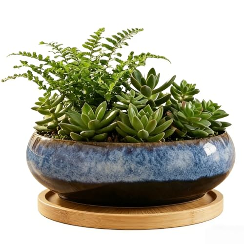 Succulent Pots with Drainage Hole Ceramic Bonsai Tree Pots, Shallow Planter with Saucer, Round Plant Pot for Succulent Indoor Outdoor, Porch Decor, Gifts for Plant Lover 6 inch Blue - color: Blue, size: 6 inch