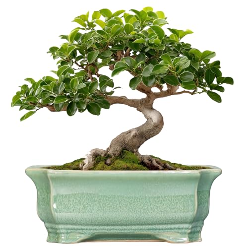 Bonsai Tree Pot 11.6 Inch - Ceramic Succulent Pots, Bonsai Planter for Indoor Outdoor, Decorative Plant Pot with Drainage Hole, Rectangular Flower Pot, Home Garden Decor, Garden Gifts, Green - color: Rectangular Green, size: 11 Inch