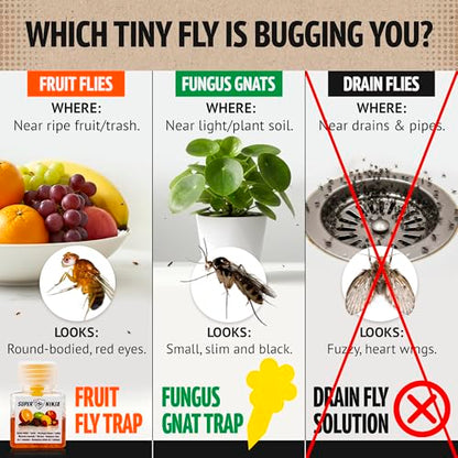 Super Ninja Fruit Fly Traps for Indoors, 12 Pack - size: 12 Traps