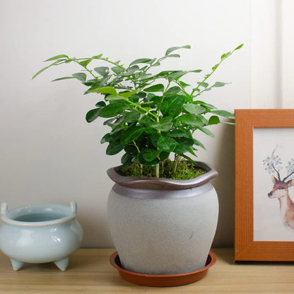 2 Pack of 12 inch Plant Saucer, Bird Bath Bowl 12 inch, Plant Tray for Pots, Flower Plant Saucers for Indoors, Plant Trays for Planter 11"/12" (12 inch, Terracotta) - size: 12" (2 pack)