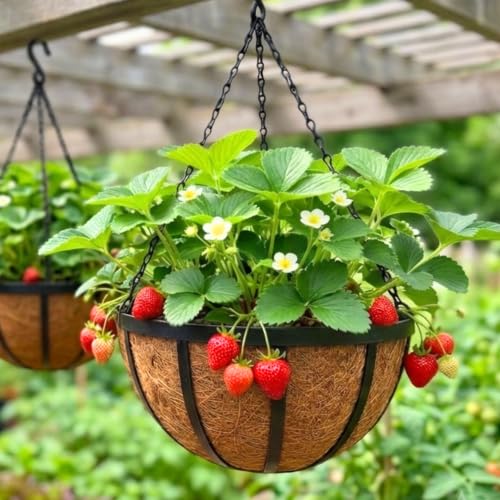 LaLaGreen Coco Hanging Baskets (10 in, 2 Pack) Black Iron Plant Pot Holder - size: 10" (25cm) x 2 Pack