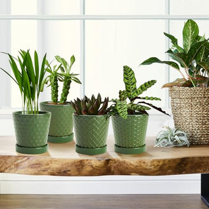 EFISPSS Ceramic Plant Pots, 5 Inch Planters with Drainage Holes and Ceramic Tray, Relief Design Flower Planter, Desktop Office Windowsill Decoration Gift Set of 4 - Blackish Green - color: Blackish Green