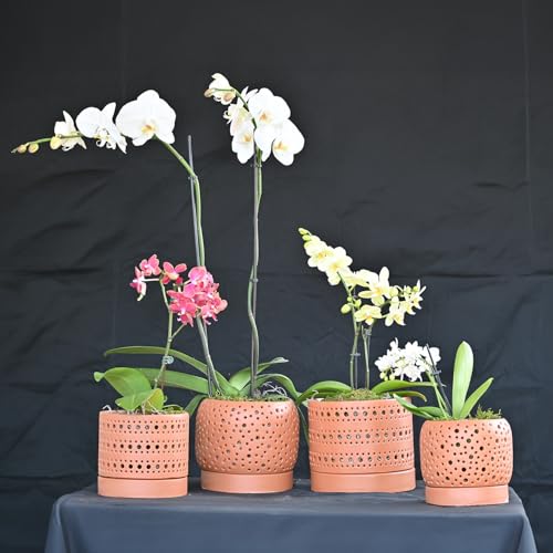 LE Beau Ceramic Moon Gate Orchid Planter with Attached Saucer - Sand (Sand Canyon Clay, 6.0" D x 5.5" H (Single Pot)) - color: Sand Canyon Clay, size: 6.0" D x 5.5" H (Single Pot)