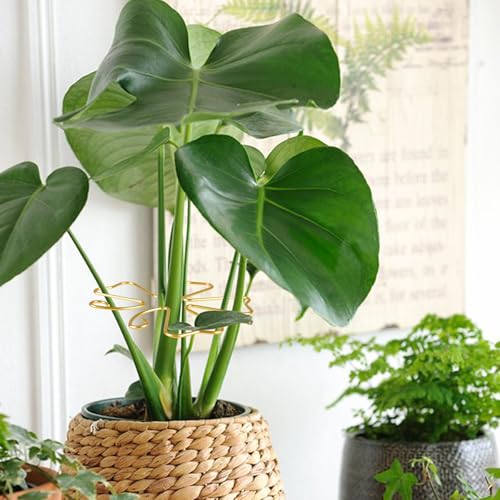 6pcs Plant Stem Support, Iron Monstera Plants Support, Plant Stem Holder - color: Butterfly-6pcs