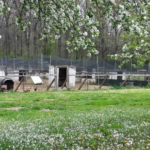 Poultry Netting 1" or 2" Mesh Heavy Knotted Nets Aviary Gamefowl Quail Chicken Bird Block Net Long Lasting Break/Burst 85/245 lb Polyethylene 8-10 Year Lifespan (25' X 150', 1) - size: 25' X 150'