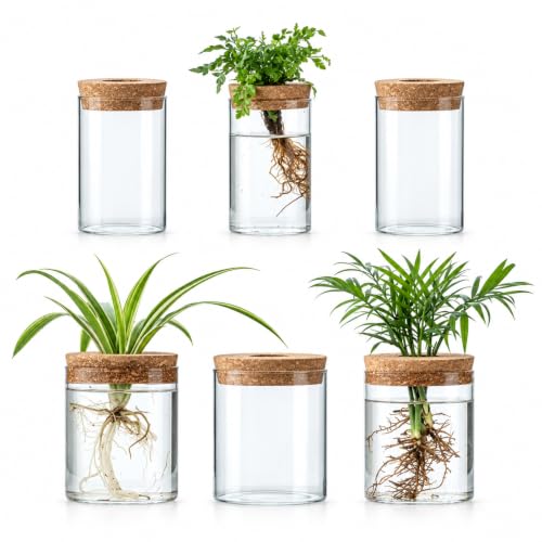 Plant Propagation Stations for Plants, 2 Size Glass Propagation Vases for Propagating Hydroponic Indoor Home Office Decor, Tabletop Glass Planter Gift for Plant Lovers (6)
