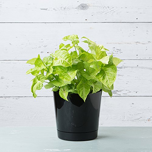 Novelty Root & Vessel Majestic Full Depth Round Cylinder Pot, Glossy Black, 14-Inch (10148) - color: Black, size: 14 Inch