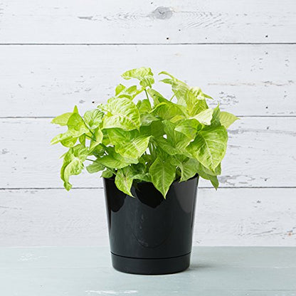 Novelty Root & Vessel Majestic Full Depth Round Cylinder Pot, Glossy Black, 14-Inch (10148) - color: Black, size: 14 Inch