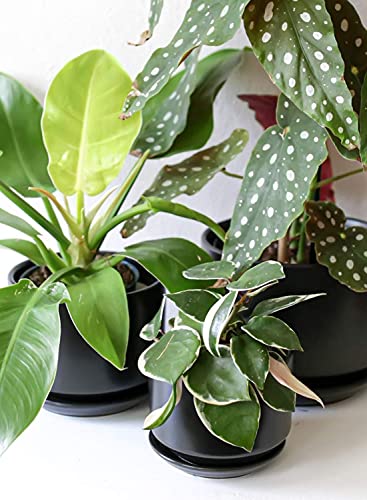 LE TAUCI Ceramic Pots for Plants, 4.3+5.3+6.8 Inch, Set of 3, Black - color: Black, size: 4.3"+5.3"+6.8"